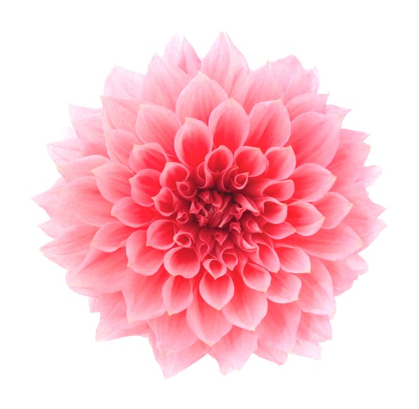 Dahlia