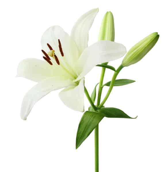 Lily isolated