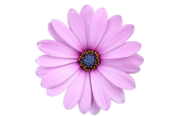 Single Pink African Daisy Osteospermum Flower